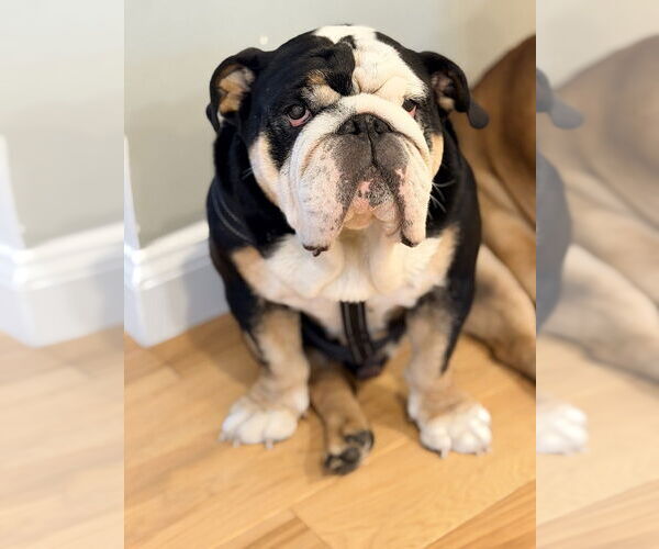 Medium Photo #7 Bulldog Puppy For Sale in Oak Bluffs, MA, USA