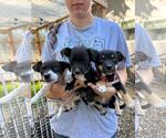Small #1 Miniature Pinscher