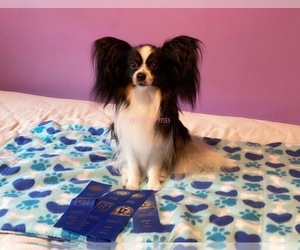 Father of the Papillon puppies born on 01/02/2024