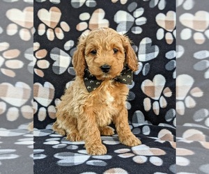 Cock-A-Poo Puppy for sale in KIRKWOOD, PA, USA