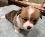 Small Photo #5 American Corgi Puppy For Sale in PRYOR, OK, USA
