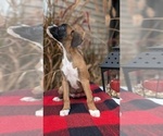 Small Photo #2 Boxer Puppy For Sale in GOSHEN, IN, USA