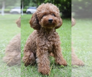 Father of the Goldendoodle mix (+ Poodle Miniature) puppies born on 03/04/2026