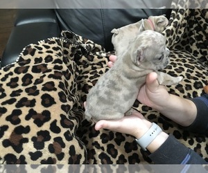 Bulldog Puppy for sale in VACAVILLE, CA, USA
