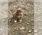 Small Photo #3 Miniature Australian Shepherd Puppy For Sale in FRANKLIN, NC, USA