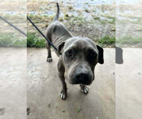 Medium Photo #3 Mutt Puppy For Sale in Abbeville, LA, USA