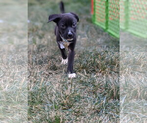Lane - Female American Staffordshire Terrier-Great Pyrenees Mix Dog for Adoption - Photo #5