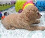 Small #4 Chiweenie