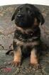 Small Photo #18 German Shepherd Dog Puppy For Sale in COLETA, IL, USA
