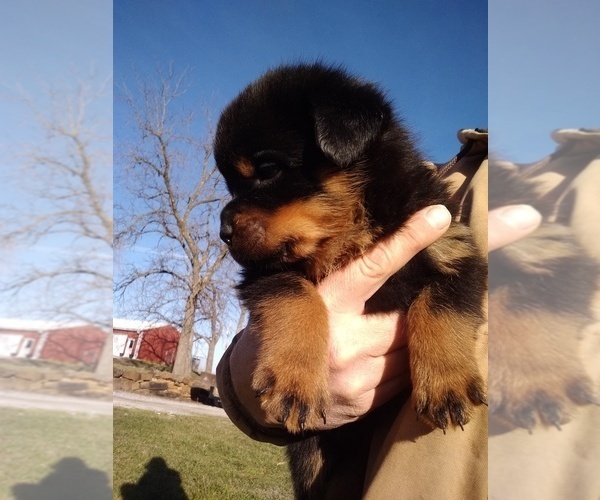 Medium Photo #17 Rottweiler Puppy For Sale in JASPER, MO, USA