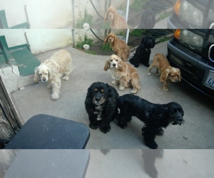 Cocker Spaniel Puppy for sale in COMMERCE, CA, USA
