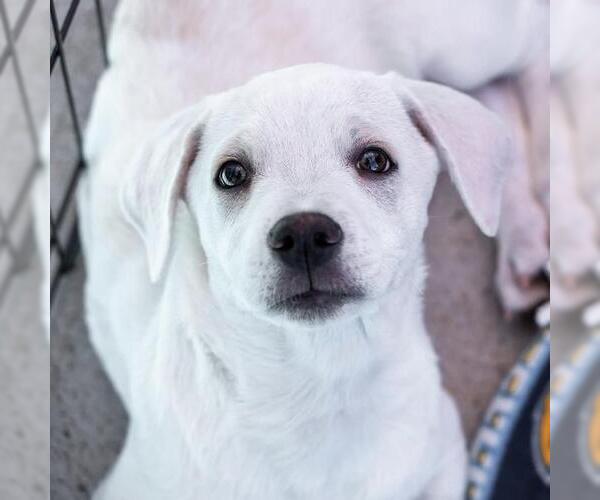 Medium Photo #13 Chihuahua-Unknown Mix Puppy For Sale in San Diego, CA, USA