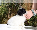 Small #9 ShihPoo