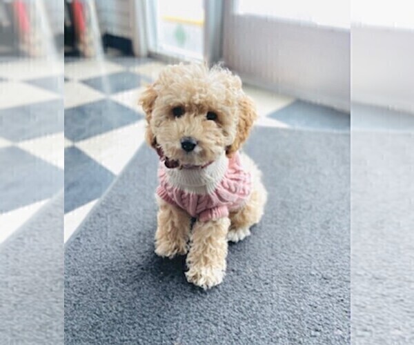 Medium Photo #1 Cavapoo (Miniature) Puppy For Sale in MEDFORD, OR, USA