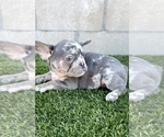 Small #7 French Bulldog