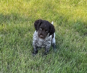 Munsterlander (Small) Puppy for Sale in DECATUR, Indiana USA