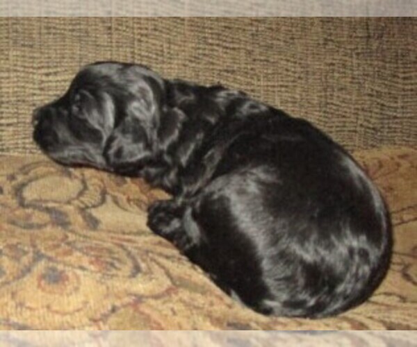 Medium Photo #14 Aussie-Poo-Aussiedoodle Mix Puppy For Sale in LINCOLN, AL, USA
