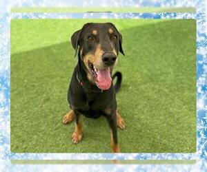 Doberman Pinscher Dogs for adoption in Ojai, CA, USA