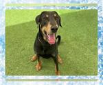 Small Doberman Pinscher