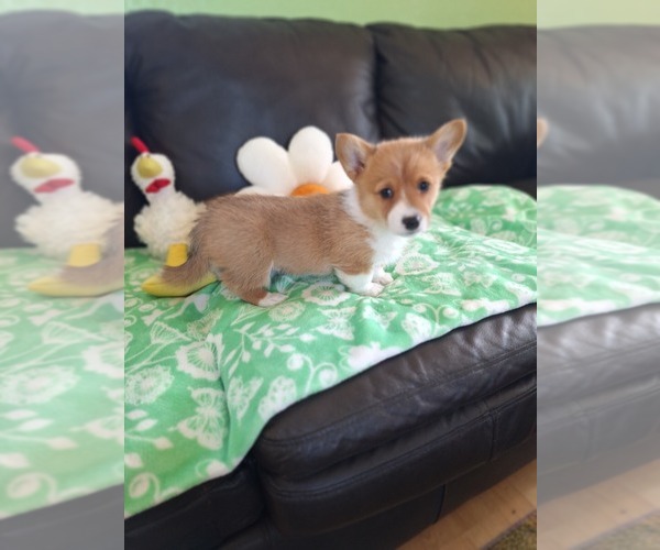 Medium Photo #15 Pembroke Welsh Corgi Puppy For Sale in ARROYO GRANDE, CA, USA