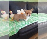 Small #14 Pembroke Welsh Corgi