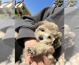 Shih-Poo Puppy for Sale in SAN DIEGO, California USA