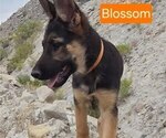 Small #2 German Shepherd Dog