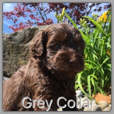 Labradoodle Puppy for sale in BEAVERCREEK, OR, USA