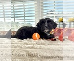 Small #1 Maltipoo