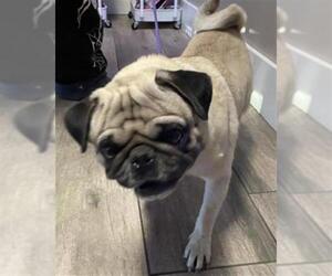 Pug Dogs for adoption in Redlands, CA, USA