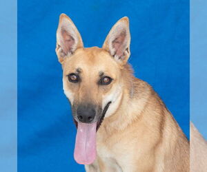 German Shepherd Dog Dogs for adoption in Pasadena, CA, USA