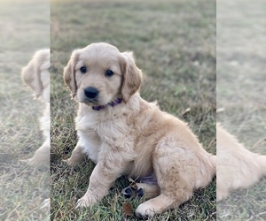 Golden Retriever Puppy for sale in EUSTACE, TX, USA