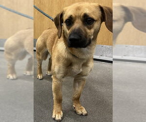 Beagle-Unknown Mix Dogs for adoption in Forestville, MD, USA