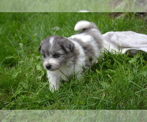 Medium Bichon-A-Ranian