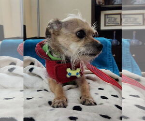 Barry - Male Cairn Terrier-Unknown Mix Dog for Adoption - Photo #6