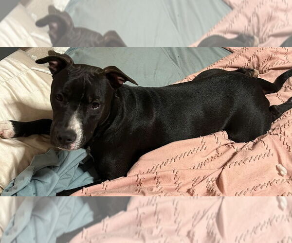 Medium Photo #47 American Pit Bull Terrier-Labrador Retriever Mix Puppy For Sale in OKLAHOMA CITY, OK, USA