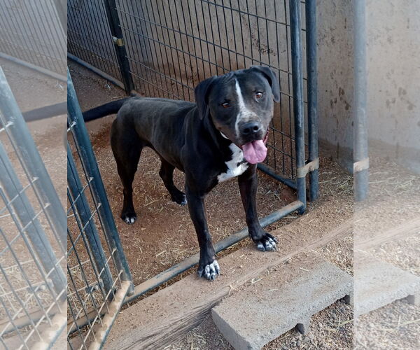 Medium Photo #3 American Staffordshire Terrier Puppy For Sale in Golden Valley, AZ, USA