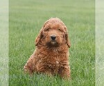 Small #3 Goldendoodle