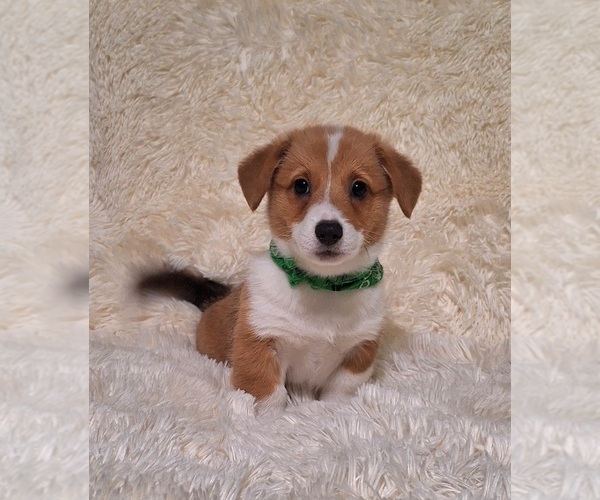 Medium Photo #34 Pembroke Welsh Corgi Puppy For Sale in ARROYO GRANDE, CA, USA