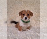 Small Photo #34 Pembroke Welsh Corgi Puppy For Sale in ARROYO GRANDE, CA, USA