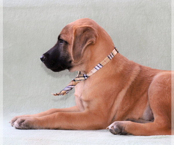 Medium Photo #6 Black Mouth Cur-Unknown Mix Puppy For Sale in Rockaway, NJ, USA
