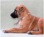 Small #5 Black Mouth Cur Mix