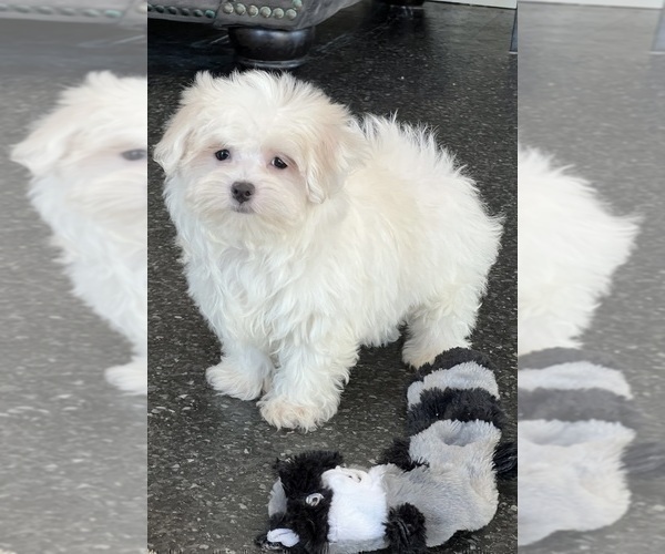 Medium Photo #8 Maltese Puppy For Sale in WARSAW, IN, USA