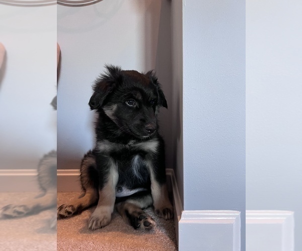 Medium Photo #4 Miniature Australian Shepherd Puppy For Sale in COLUMBUS, OH, USA