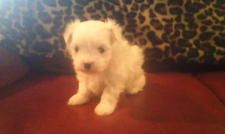 Maltese Puppy for sale in PARIS, KY, USA