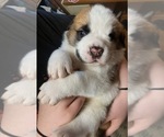 Small #4 Cane Corso-Saint Bernard Mix