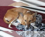 Small #18 Saluki-Whippet Mix