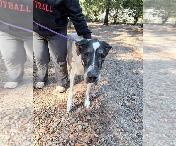 Medium Photo #2 Great Dane Puppy For Sale in New York, NY, USA
