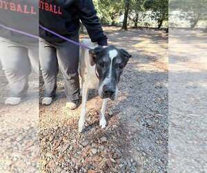 Remi (GA) - Female Great Dane Dog for Adoption - Photo #2