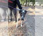 Small Photo #2 Great Dane Puppy For Sale in New York, NY, USA